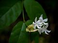 Crowded-Flower Jasmine